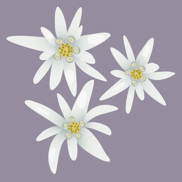 Λουλούδια Edelweiss. Άσπρα λουλούδια. — Διανυσματικό Αρχείο