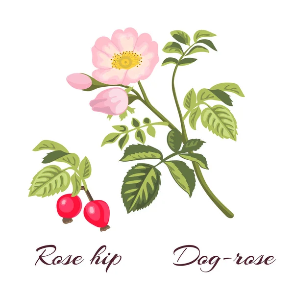 Perro rosa flores y rosa mosqueta . — Vector de stock