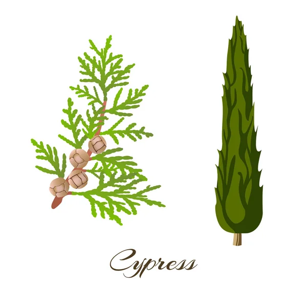 Cypress branch and tree . Cupressus sempervirens — Stock Vector