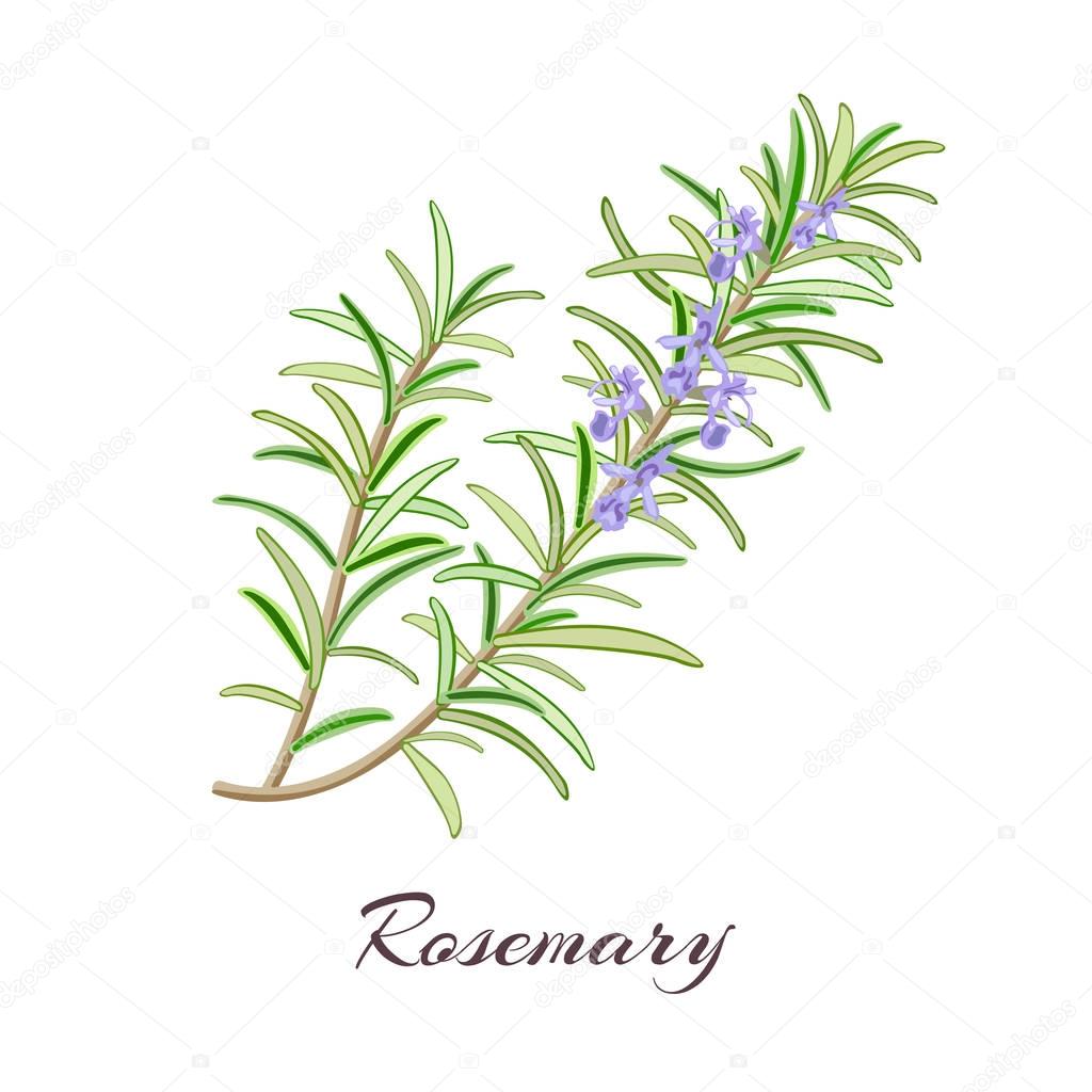 Rosemary herb. Rosmarinus officinalis.