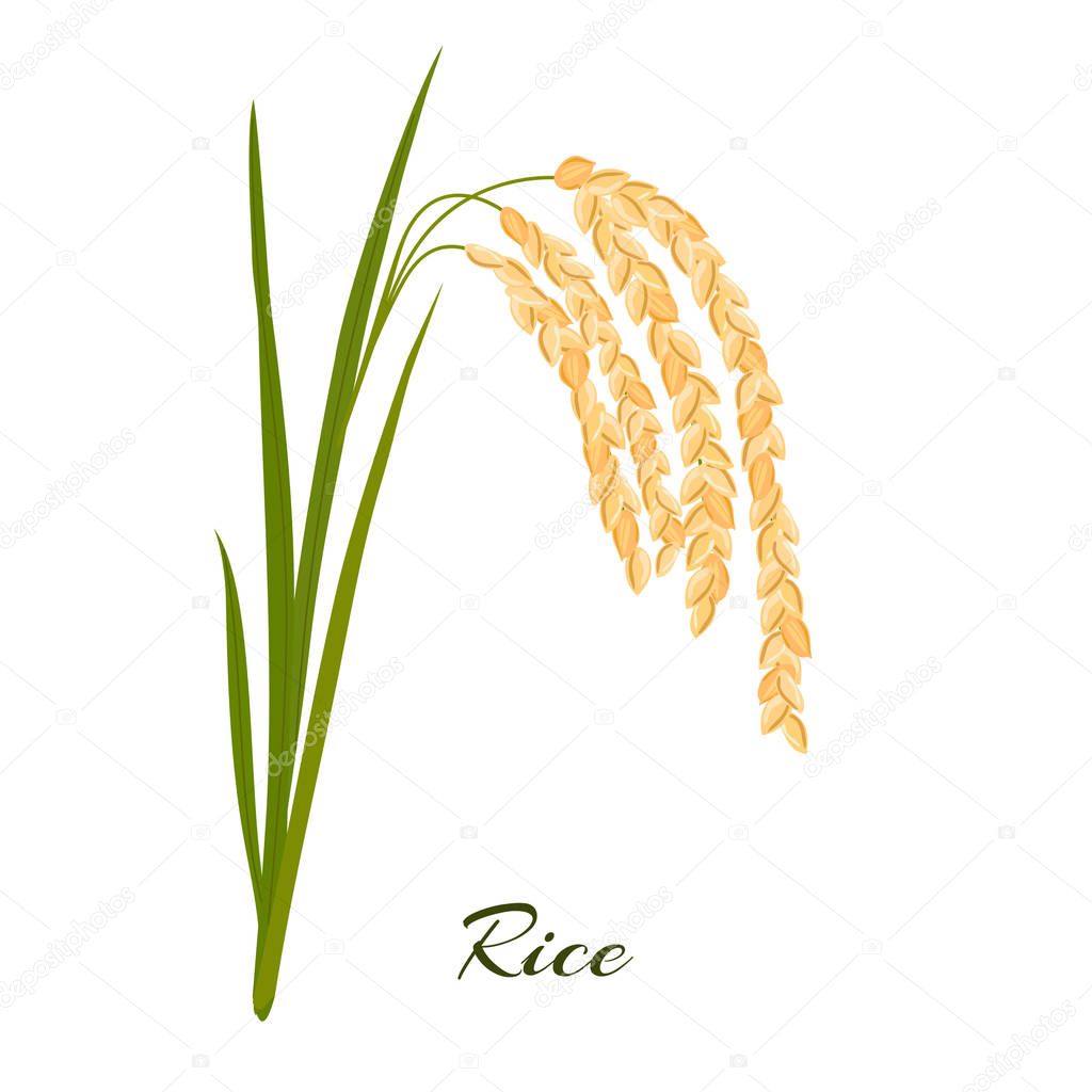 rice leaves, spikelets and seeds on a white background.