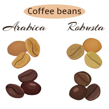 Kahve çekirdekleri türleri. Arabica ve robusta