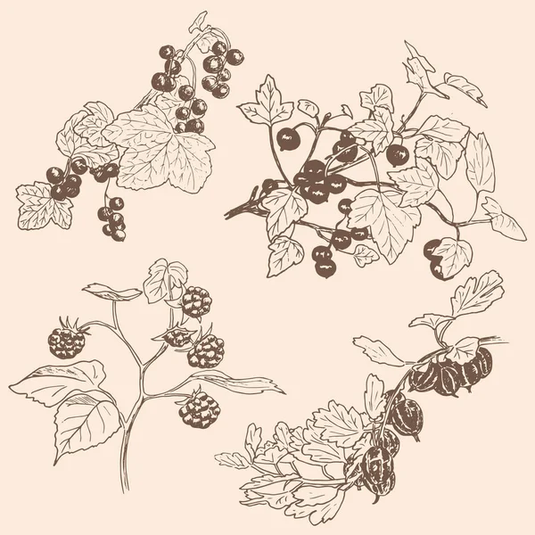 Conjunto de bayas. grosella roja, grosella negra, frambuesa, grosella — Archivo Imágenes Vectoriales