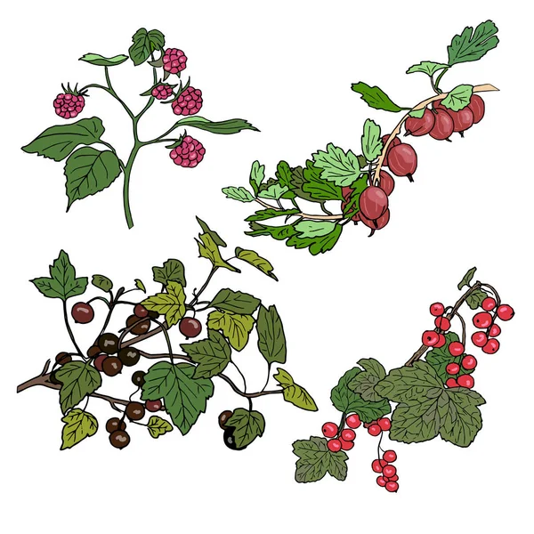 Ribes rosso, ribes nero, lampone, uva spina — Vettoriale Stock
