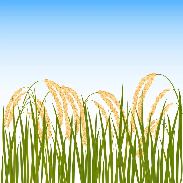 Gebied van rijst. Gele oren van rijst — Stockvector