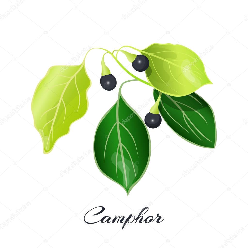 Camphor laurel branch. Cinnamomum camphora