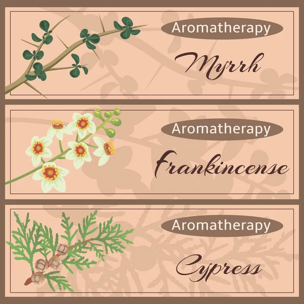 Aromaterapi koleksiyon küme. Mür, buhur, selvi — Stok Vektör