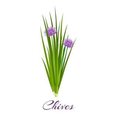 Blossoming chives color vector illustration clipart