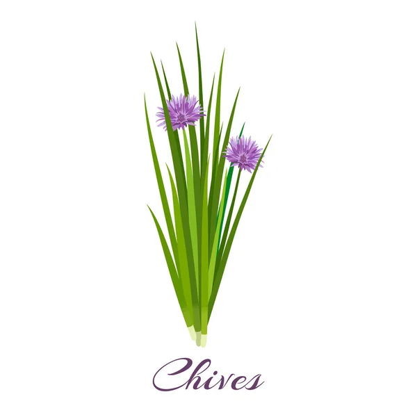 Blossoming chives color vector illustration — Stock Vector