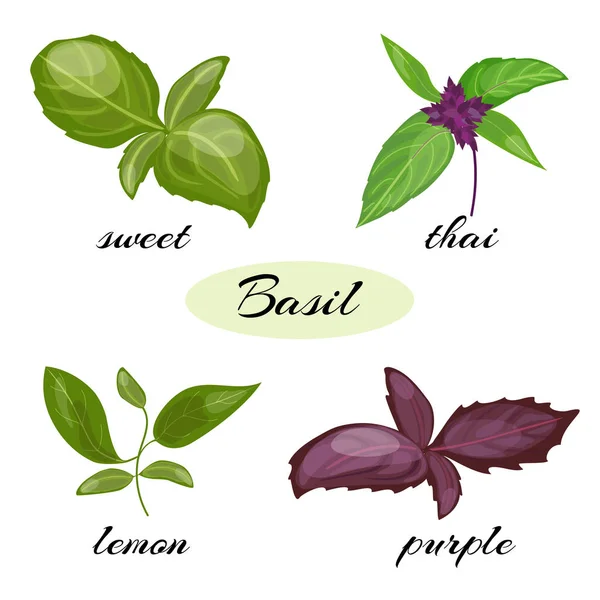 Conjunto de hojas de albahaca. Diferentes tipos de albahaca . — Archivo Imágenes Vectoriales