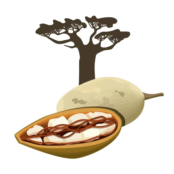 Baobab-Baum und Fruchtschale isoliertes Objekt. adansonia. Superfood-Baobab-Früchte. Vektorillustration. — Stockvektor