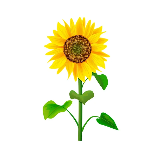 Квітка соняшнику або Геліантус ізольовані зі стеблом і листям на білому тлі — стоковий вектор