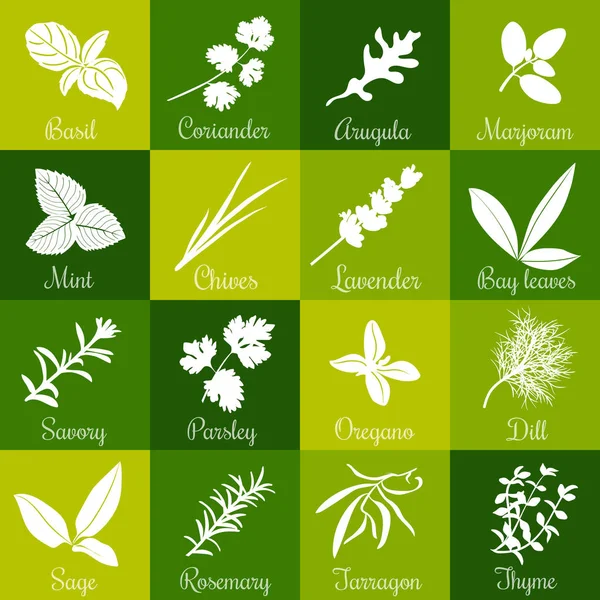 Herbs hand drawn vector big icon squared set — Stock Vector