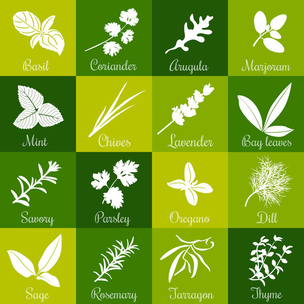 Herbs hand drawn vector big icon squared set