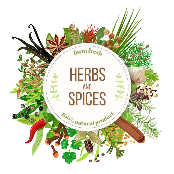 Hierbas culinarias y especias gran conjunto — Vector de stock