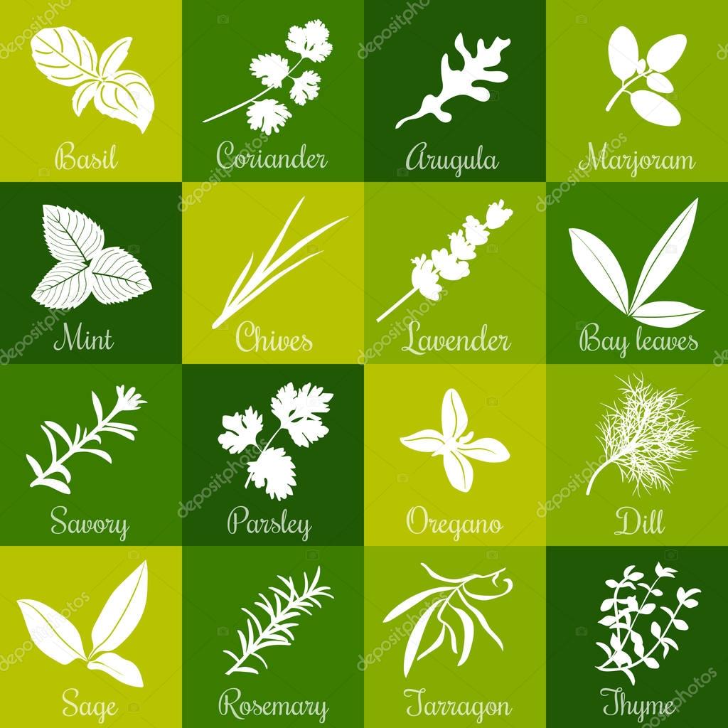 Herbs hand drawn vector squared icon big set. Popular culinary herbs. Basil, coriander, arugula, marjoram, mint, bay leaves, savory, rosemary, sage tarragon thyme parsley oregano dill lavender chives