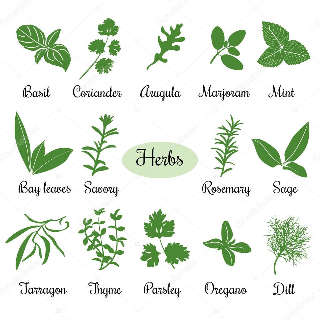 Big set of simple flat culinary herbs. Silhouettes