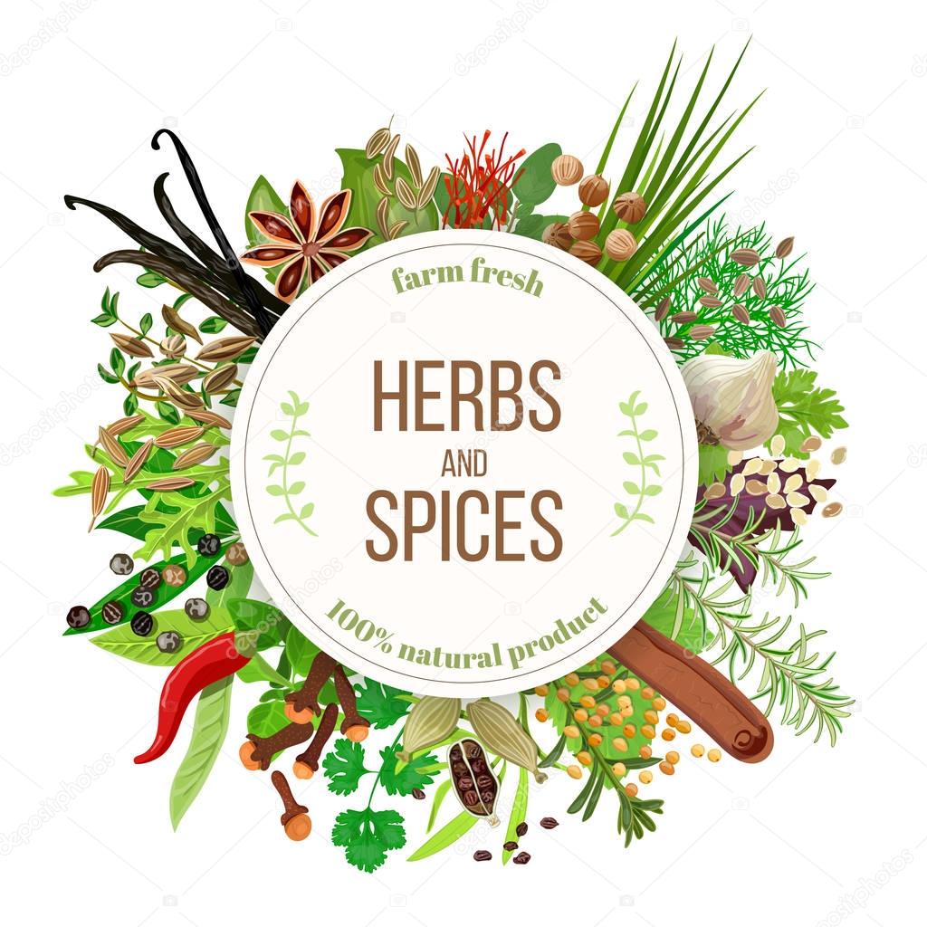 Culinary herbs and spices big set