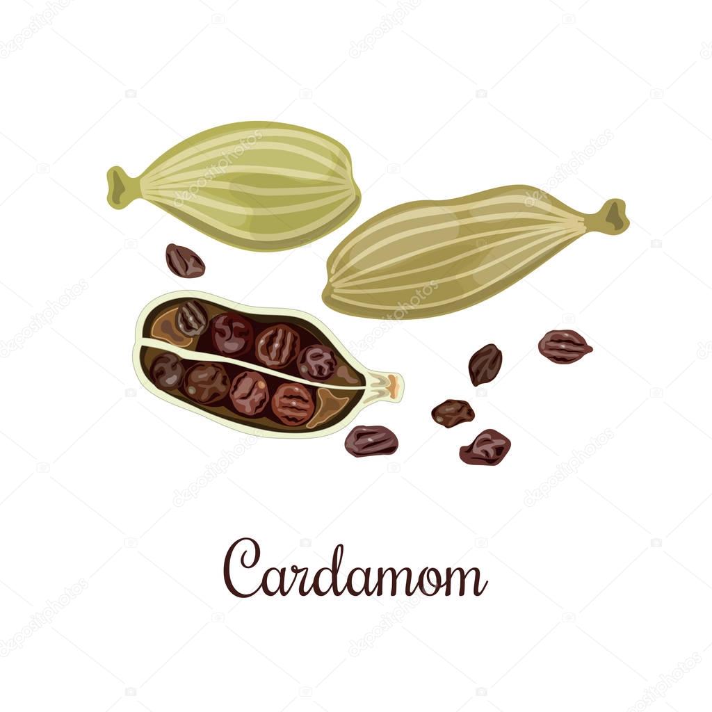 Cardamom Spice. Culinary seasoning.