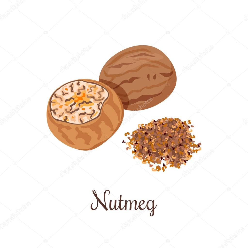 Nutmeg vector illustration. crushed spices