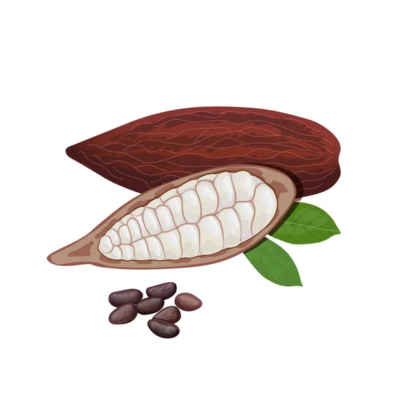 Cacao fresco maduro. Hojas de vaina de cacao y frijoles. Color chocolate — Vector de stock