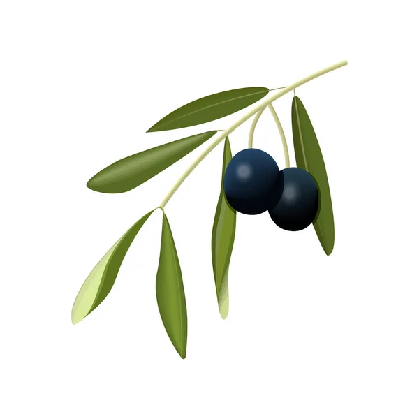 橄榄枝与分离的白色背景上的黑橄榄 — 图库矢量图片