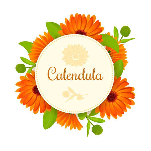 Calendula. Çiçek yaprakları ile. metin ile yuvarlak rozet — Stok Vektör