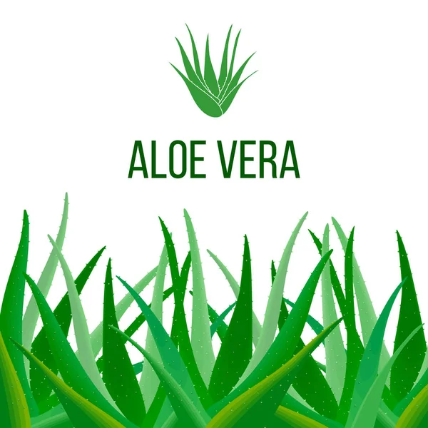 Cartel de Aloe Vera con texto. Medicina herbal — Vector de stock