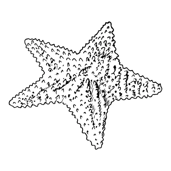 Croquis réaliste des étoiles de mer. Sea Star, isolé sur blanc — Image vectorielle