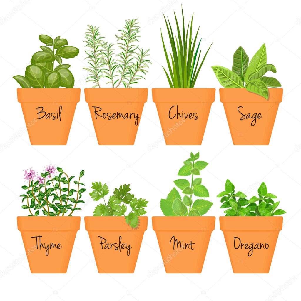 Set of vector culinary herbs in terracotta pots with labels