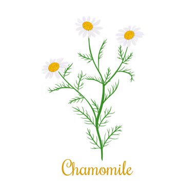 Papatya çiçek ve bitki