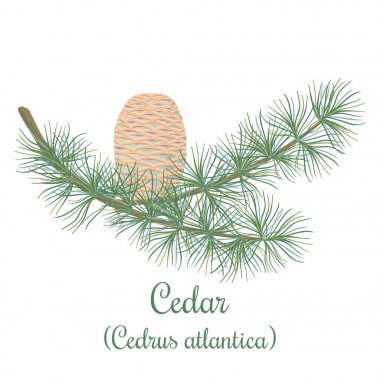 Cedar tree or Cedrus atlantica clipart