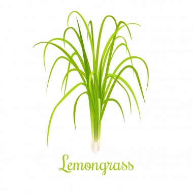 limon veya Cymbopogon veya Citronella ot. mutfak ot