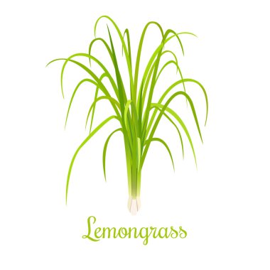 lemongrass or Cymbopogon or Citronella grass. culinary herb clipart