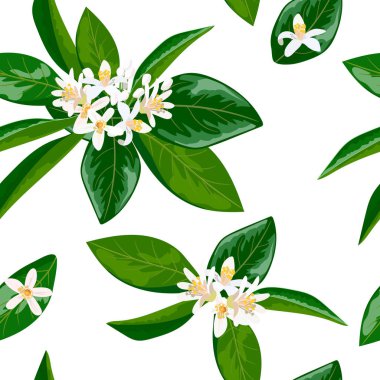 Neroli Tema. Fleur d'orange, Dikişsiz desen vektör çiçek ve yaprakları