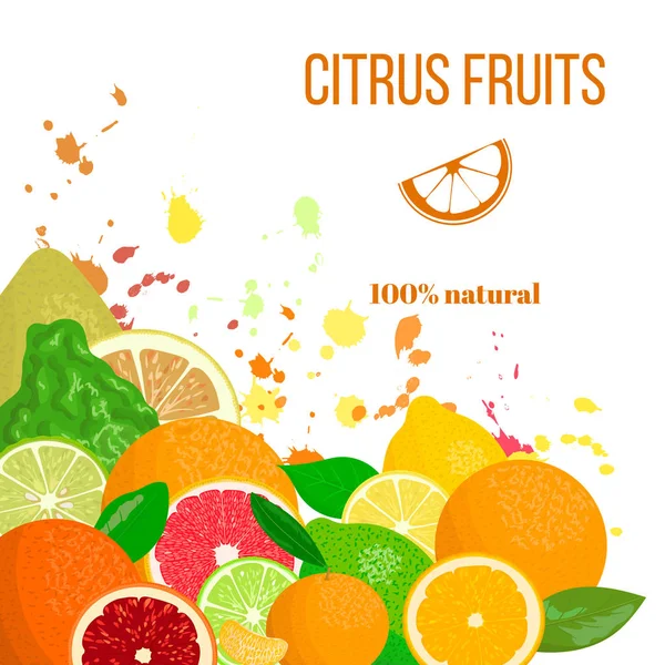 Citrusové plody, čerstvé a šťavnaté. Bergamot, citron, grapefruit, vápno, mandarin, pomelo, oranžová, pomeranč s tryskající — Stockový vektor