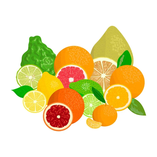 Cítricos. Bergamota, limón, toronja, lima, mandarina, pomelo, naranja, naranja sangre con rodajas — Vector de stock