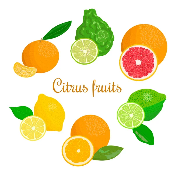 Citrus segar ditetapkan. orange, lemon, lime, bergamot, tangerine dan grapefruit dengan daun dan irisan - Stok Vektor