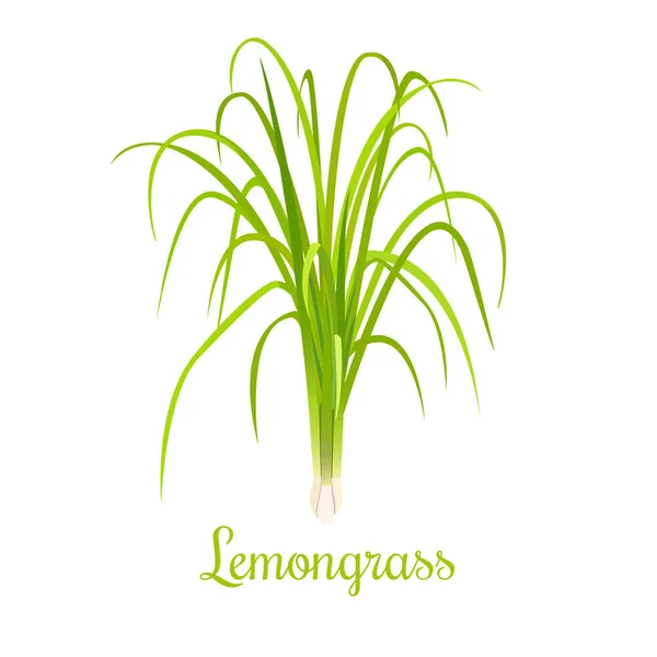 Lemongrass or Cymbopogon or Citronella grass. culinary herb — Stock Vector