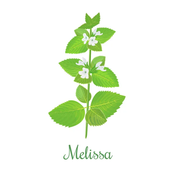 Verse melissa plant. Ook Citroenmelisse of balm mint — Stockvector