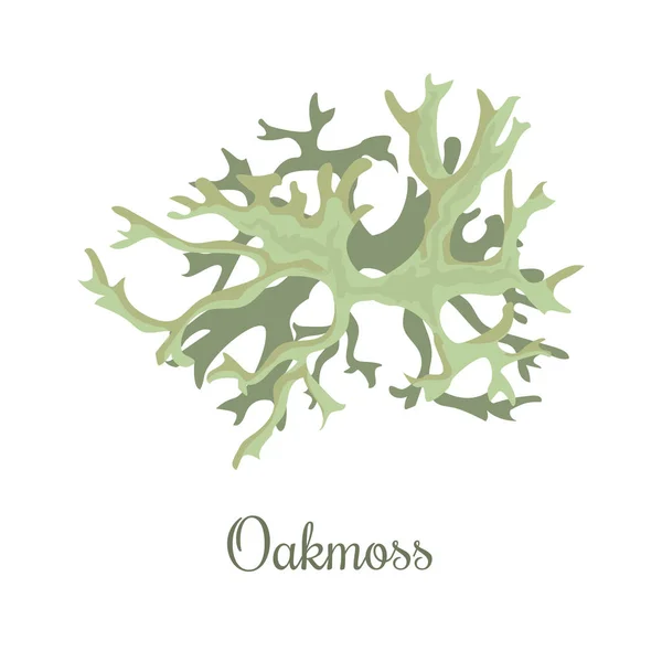 Oakmoss 또는 Evernia prunastri입니다. 이끼 — 스톡 벡터