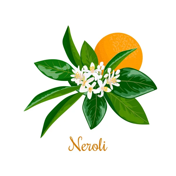 Neroli. bittere sinaasappel boom, takje, bloemen en fruit — Stockvector