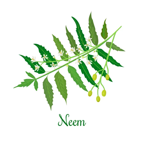 Neem o Nimtree. planta medicinal, ramita, flores y bayas — Vector de stock