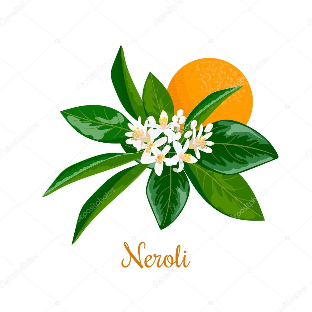 Neroli. bitter orange tree, twig, flowers and fruit