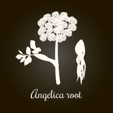 Angelica archangelica veya dong quai, ya da kadın ginseng. Çiçek ve kök. Beyaz siluet