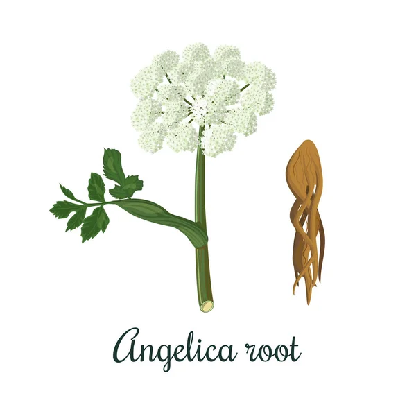 Angelica sinensis, archangelica o dong quai, o ginseng femenino. Flor y raíz. Para culinaria, alcohol — Vector de stock