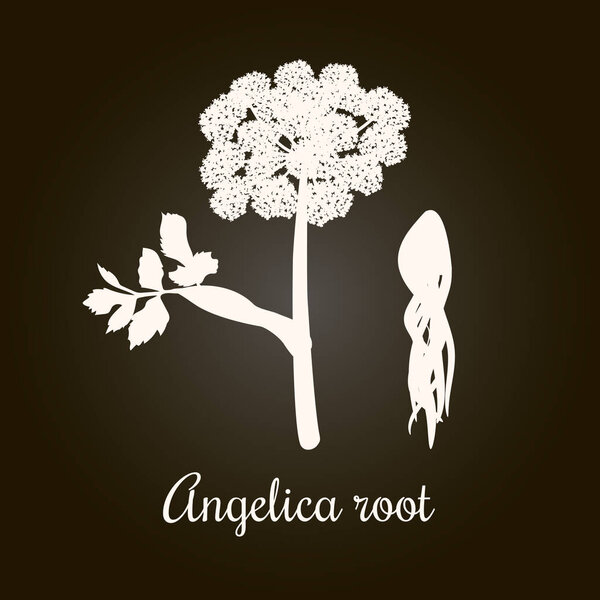 Angelica, archangelica or dong quai, or female ginseng. Flower and root. White Silhouette