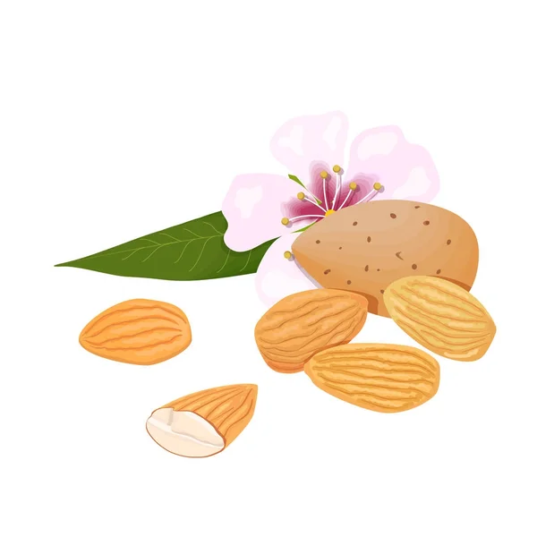 Mandle. ořechy v vzhledy a oloupané s list a květ — Stockový vektor