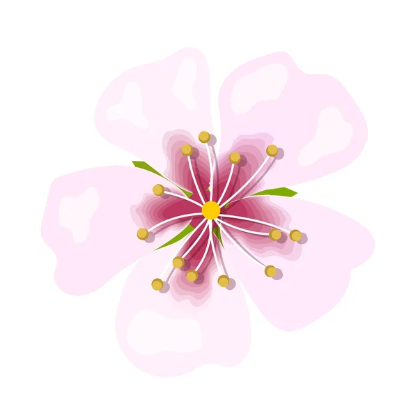 Flor rosa almendra aislada sobre fondo blanco. Macro, primer plano — Archivo Imágenes Vectoriales