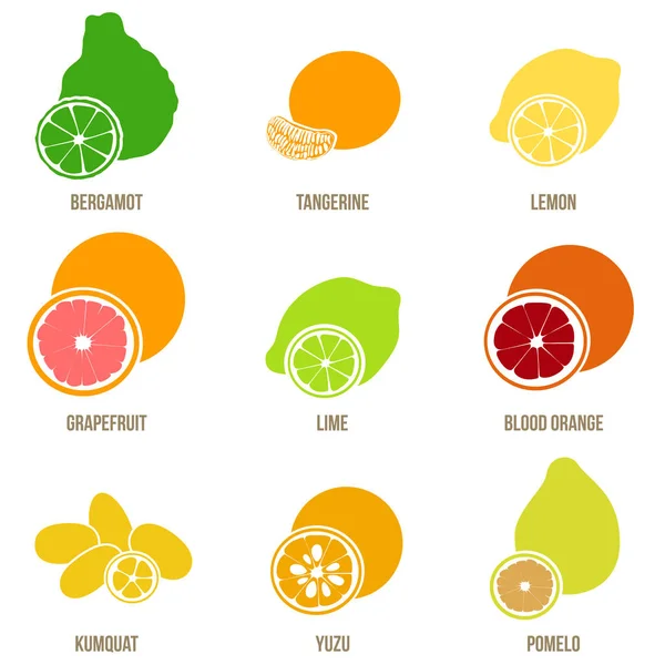 Zitrusfrüchte Vektorflachset, ganze Früchte und Scheiben — Stockvektor